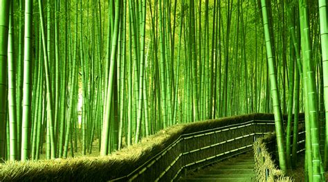 ¡El Bosque de Bambú Qingyin: Un Paraíso Verde con Melodías Mágicas!