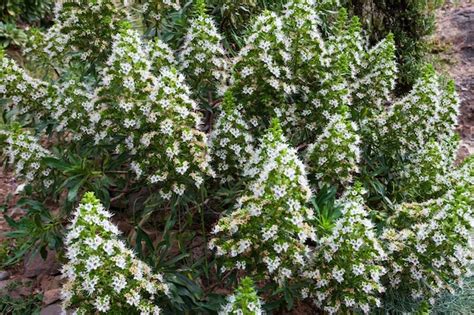 ¡Sumérgete en la historia y la naturaleza en el Jardín Botánico Regional de Guadalajara!