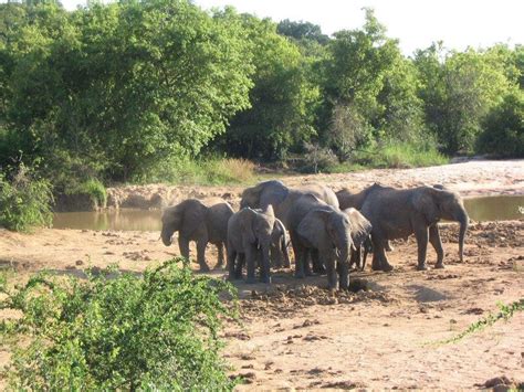 ¡Sumérgete en la historia y la belleza natural del Parque Nacional Yankari! Un refugio de vida salvaje y un oasis tropical en el corazón de Nigeria.